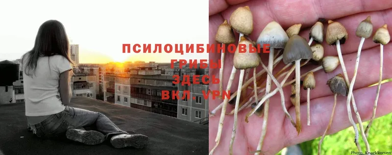 Галлюциногенные грибы Psilocybine cubensis  Волчанск 